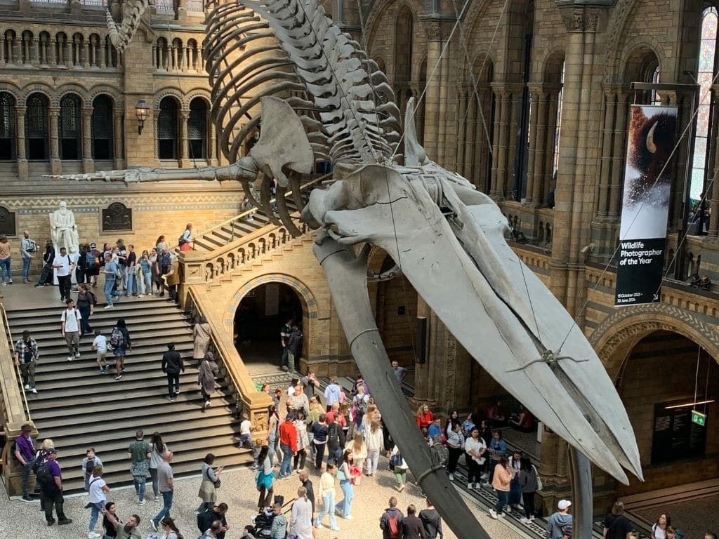 Visitors beneath a whale skeleton in a natural history museum.